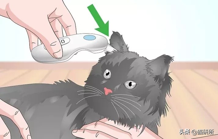 猫咪耳朵热热的，是生病了吗？