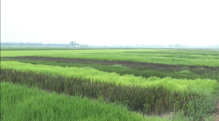 “亿科五彩旱稻”促进粮食产业高质量和多元化发展