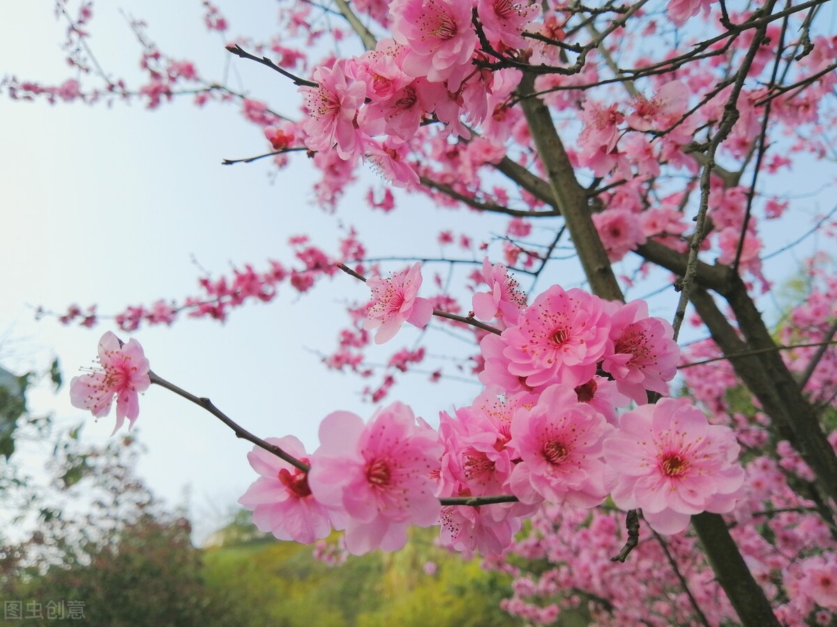 春暖花开，愿你有个好心情