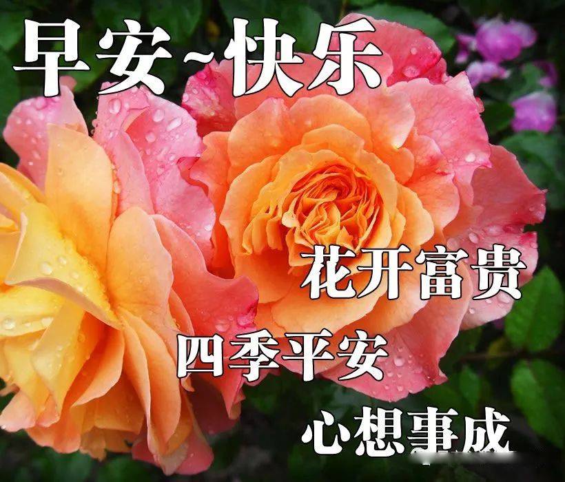 周三早上好朋友圈心情短句 祝你一帆风顺，一生幸福图片