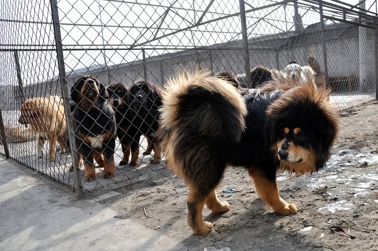 藏獒幼犬價格(免費領養藏獒幼犬)