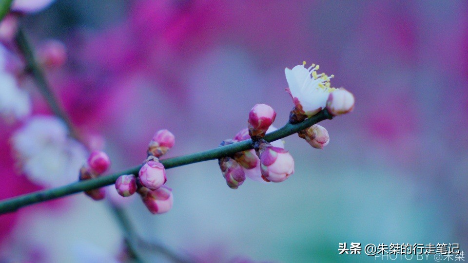 冬日最令人惊艳的盛景之一 似雪非雪、暗香浮动 春节千万不可错过