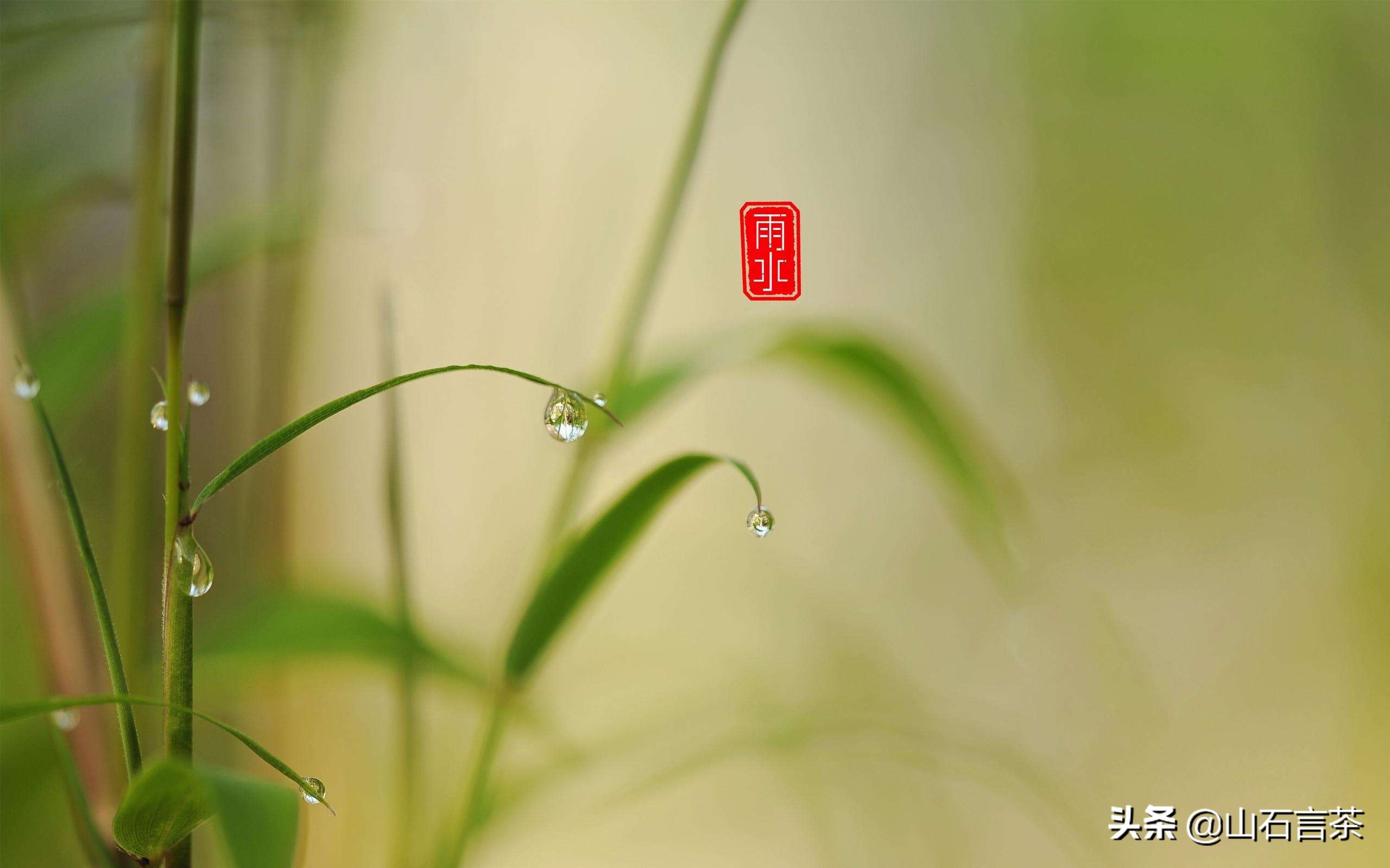 节气茶之雨水：好雨知时节，当春乃发生