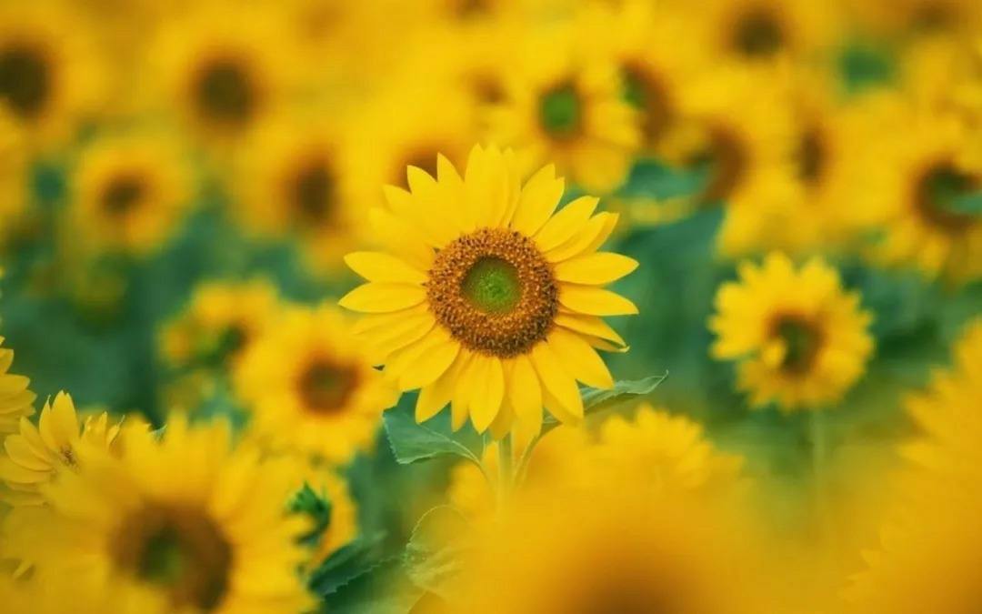 7首诗词：人世间，最美的相遇是重逢