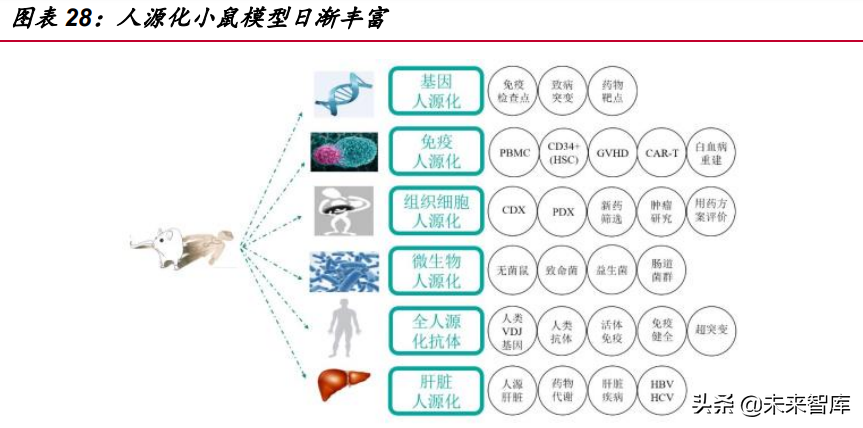 医药行业深度报告：医药研发热情高涨，模式小鼠方兴未艾