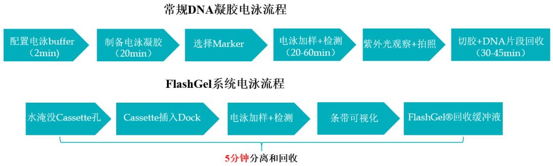 5mins分离32个样品，核酸电泳的利器——FlashGel闪胶系统