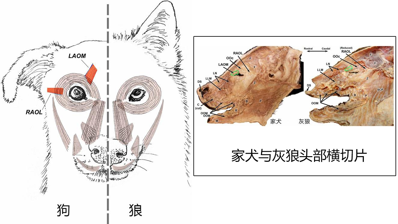 狗到底有多聪明？平均能听懂89个单词，相当于18个月大婴儿