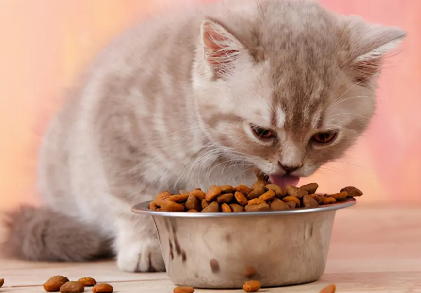 猫咪每天都在忙什么？看看猫的时间规划！网友：同款猫咪