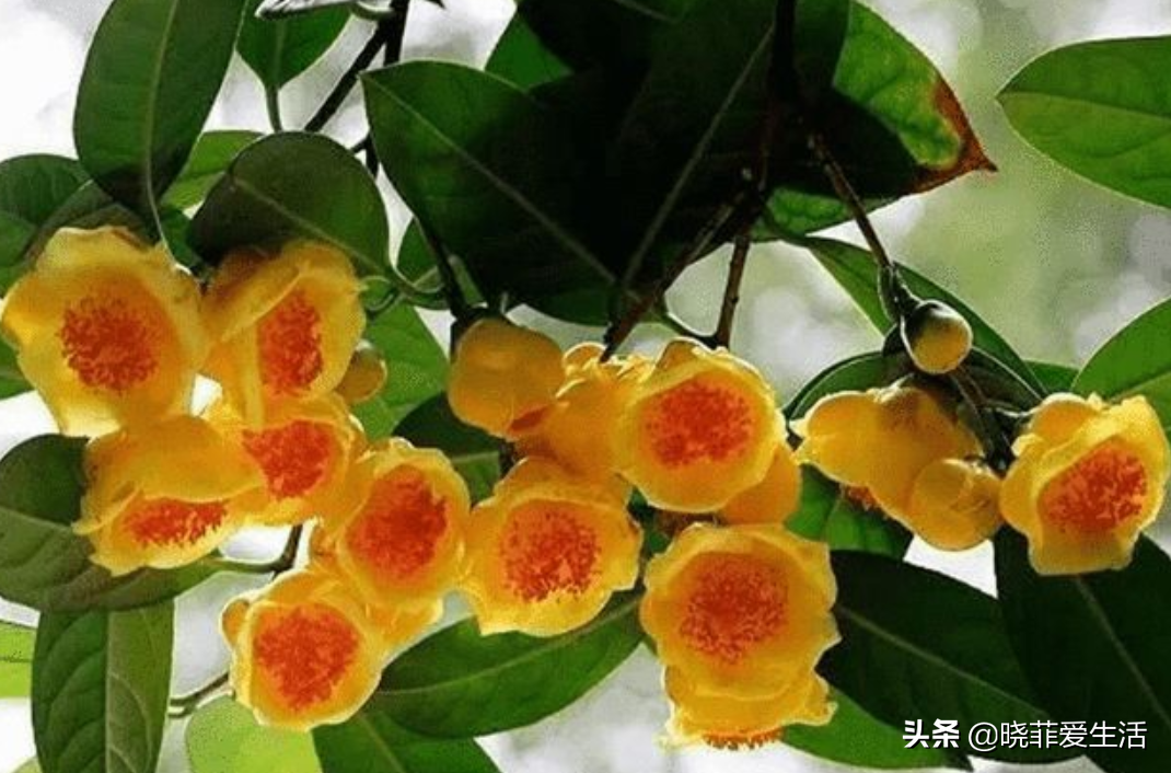 七种“黄金树”，子孙世代富，护宅守家，越养越“旺家”