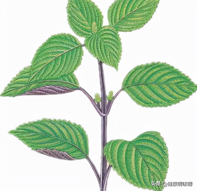 春天，紫苏，其实是个“宝”，用它来泡水喝，或能解决3个问题