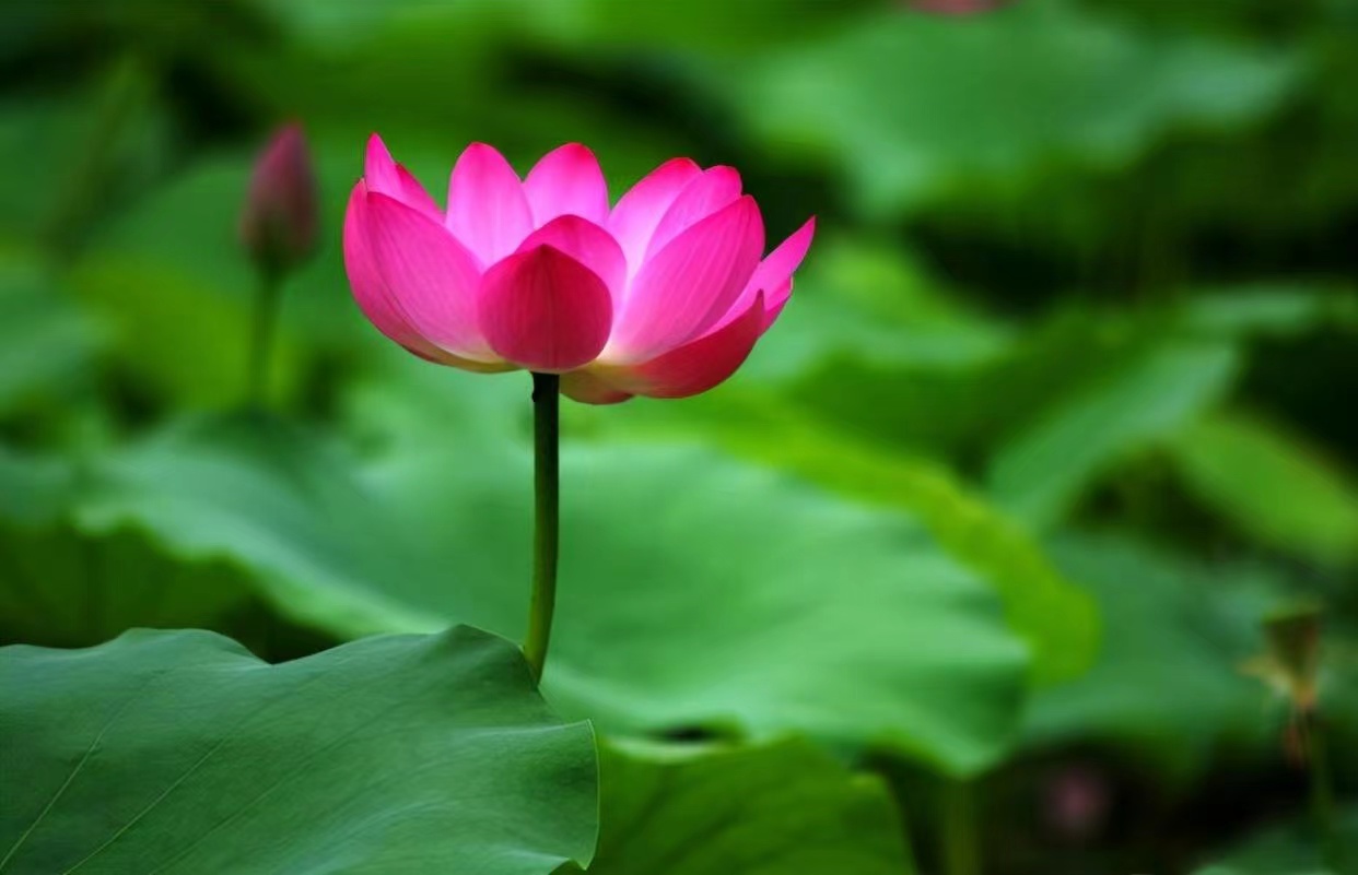 人到中年，家是港湾也是牢笼，疲惫藏在柴米油盐里，无奈无处诉说。
