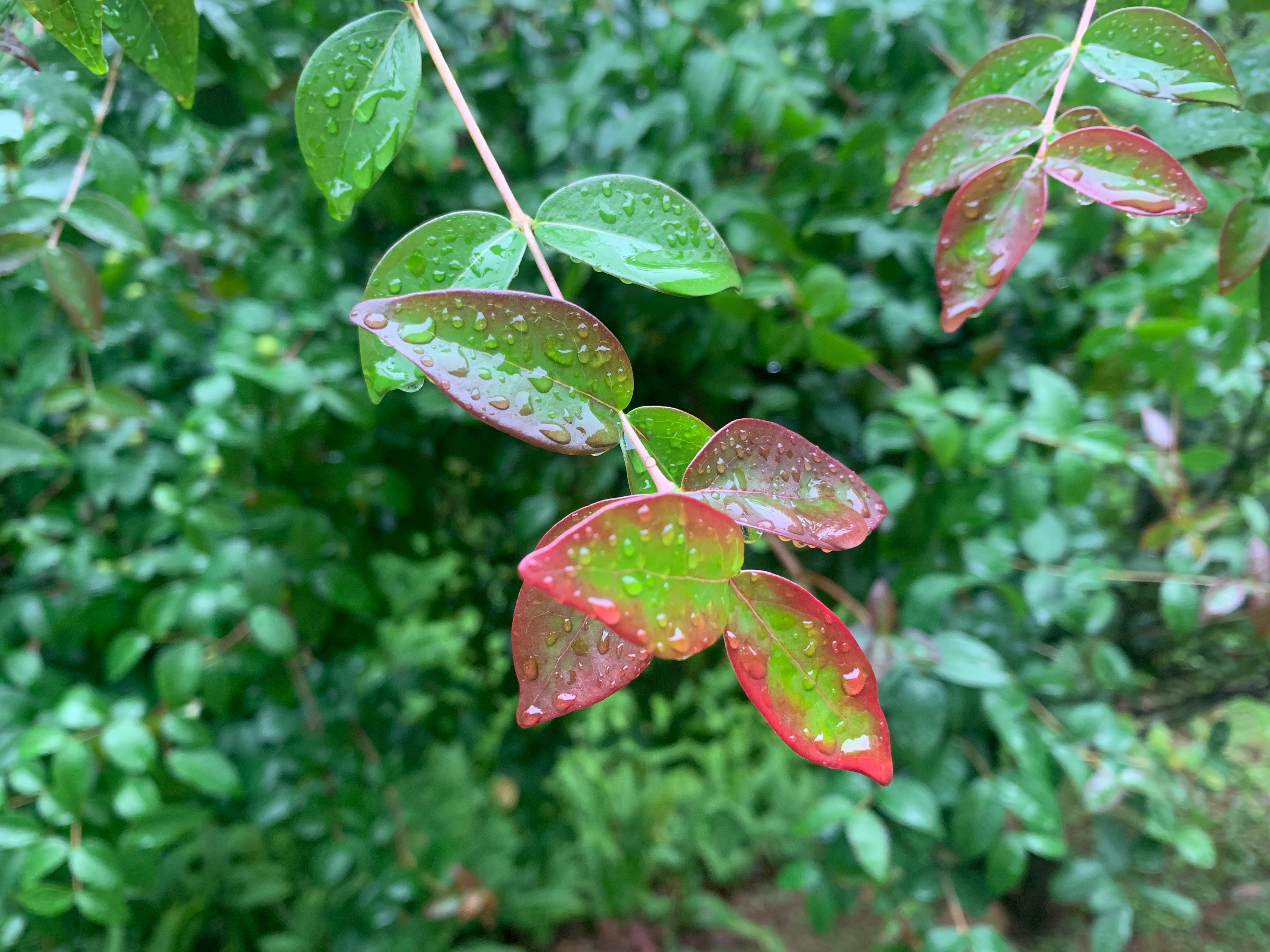 早起雨歇期晨跑：殷勤昨夜三更雨，偷得今早一阵凉