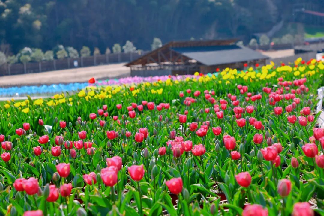 信阳的郁金香花已开了，赏踏春走起