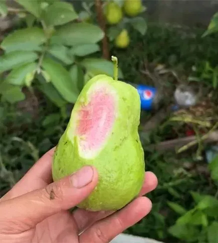 江西赣州,一男子花3块钱买了一棵番石榴的树苗，苦等一年结了20多个果子