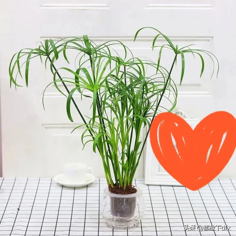晒晒你随手拍的花无锡头条不会转的碧绿大风车~风车草