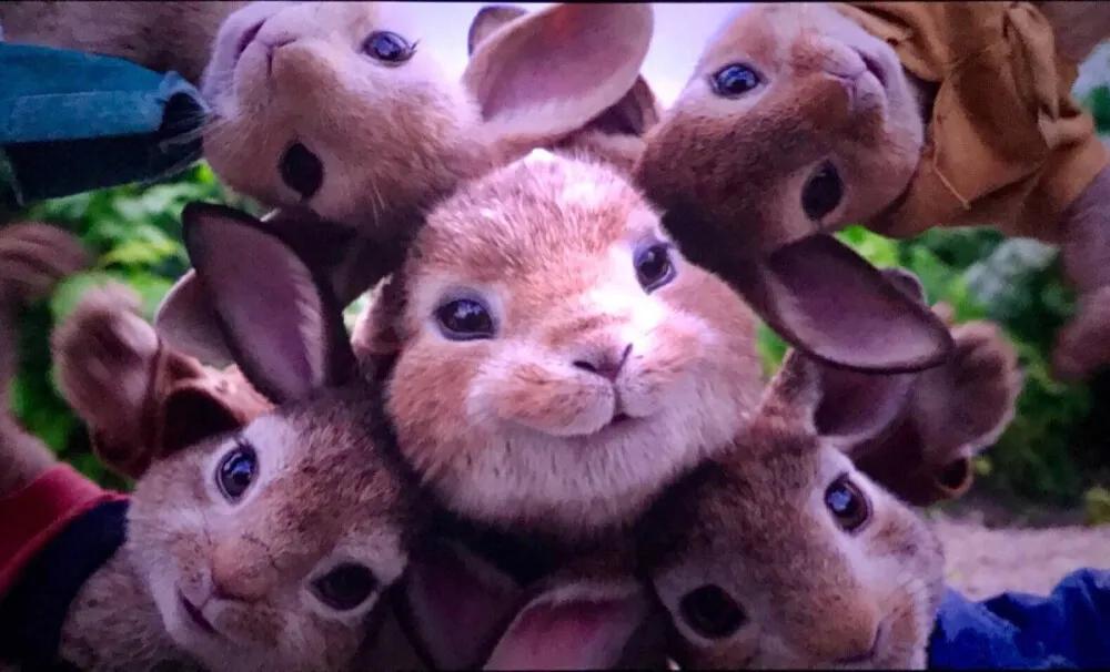 十只兔子照片图片