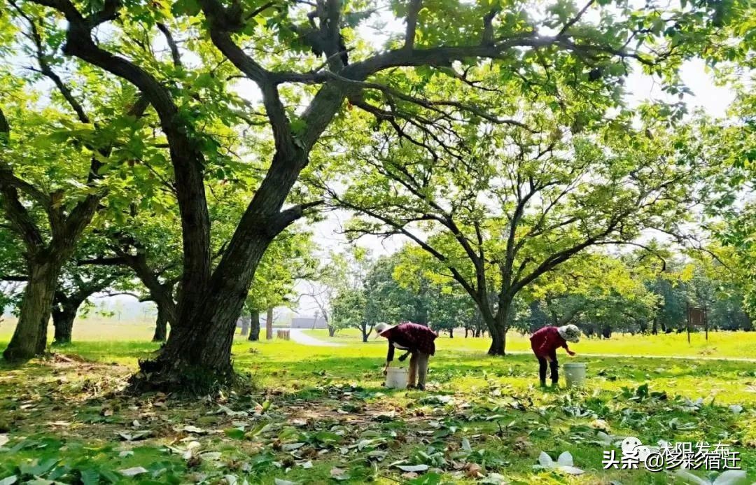 沭阳新河镇双荡村入选全省乡村旅游重点村