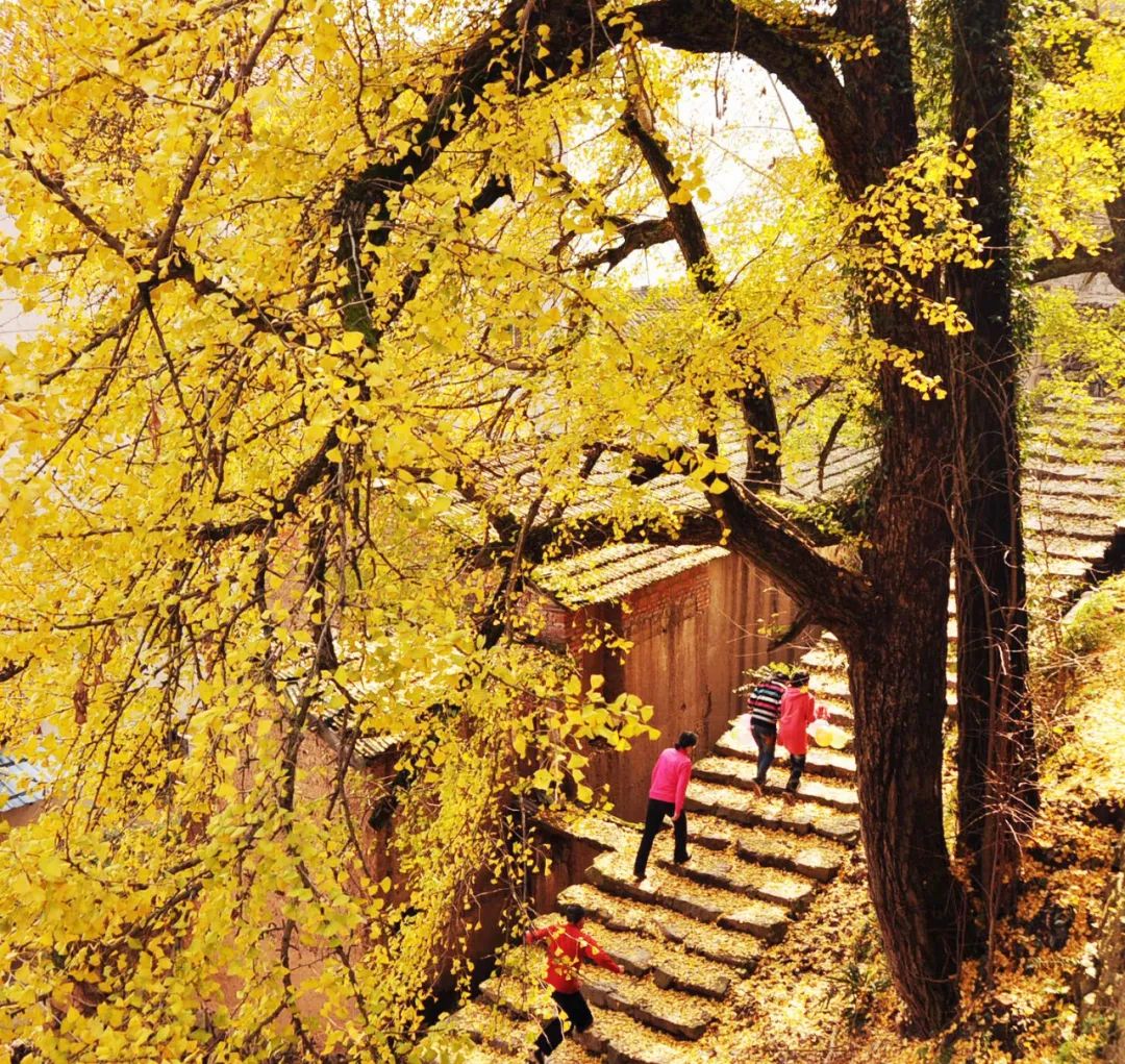 金华这里千亩银杏遍地金黄,又到了一年最美时,错过就是遗憾!