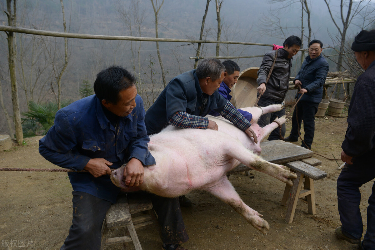 农村"杀年猪"违法?有人被罚10万!5种情况,放心杀猪