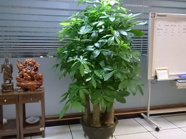 盆栽花卉推荐（10种大盆栽高档霸气安全感十足）