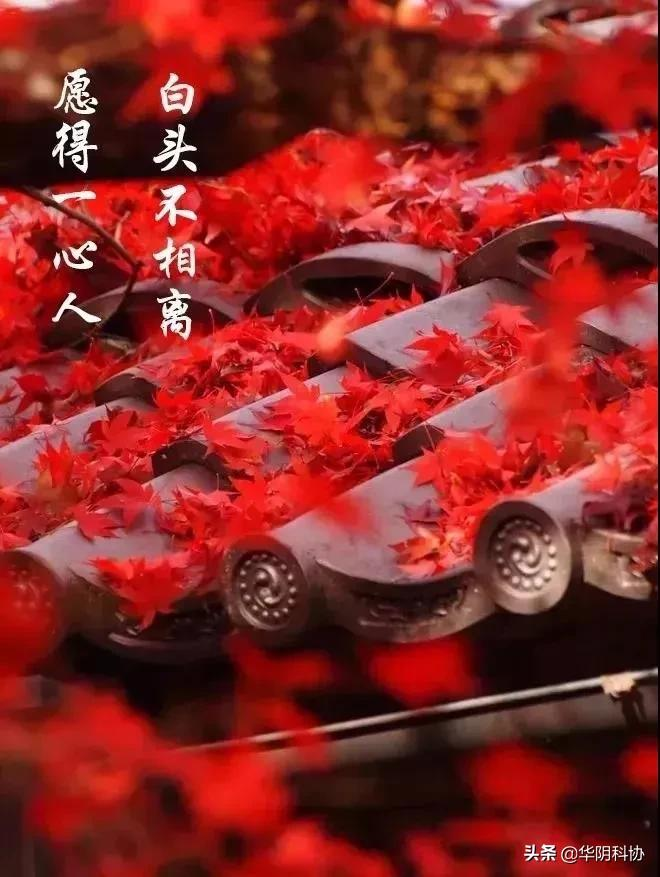最后一个情人节（所有的情人节）
