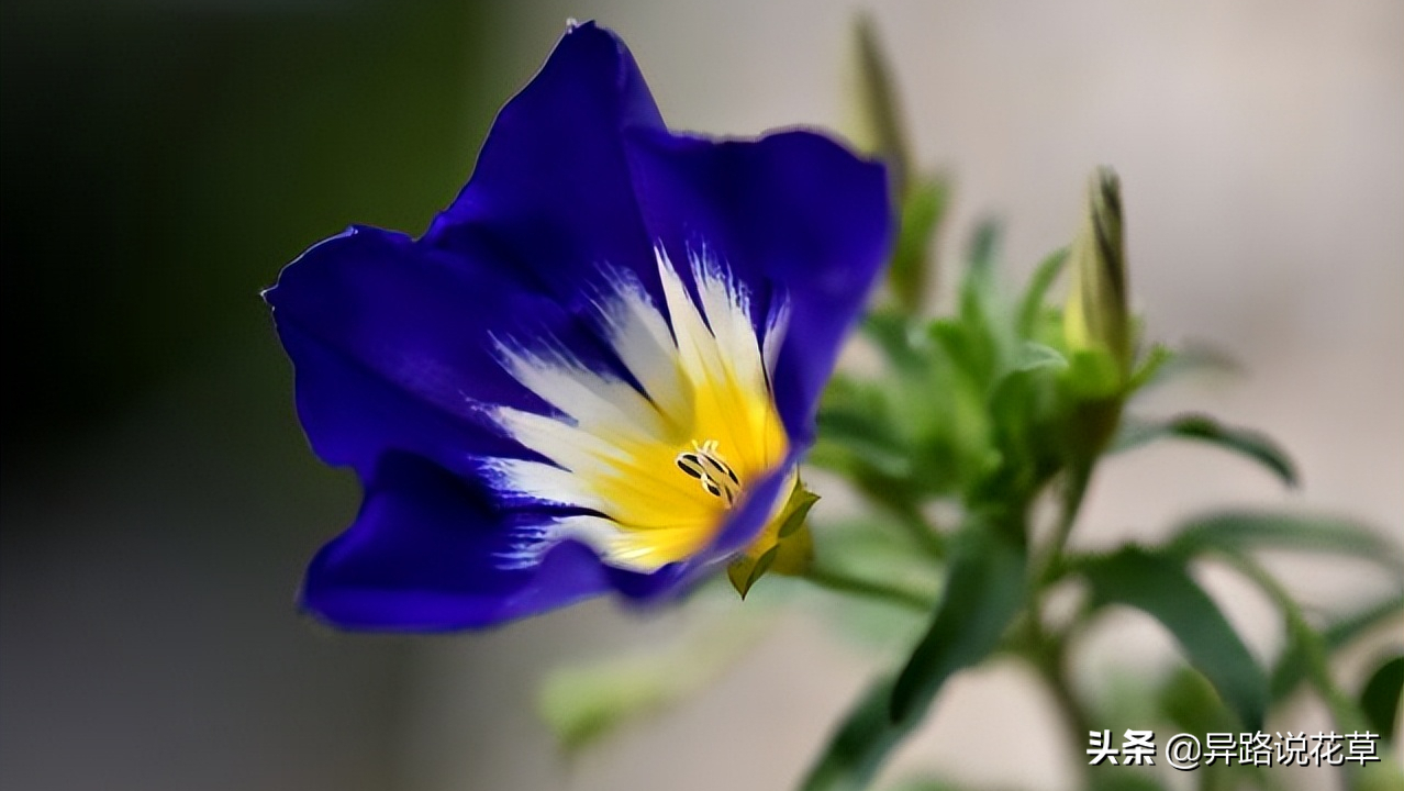 牵牛花:神奇的喇叭花,寓意"爱情永固"的爱情之花