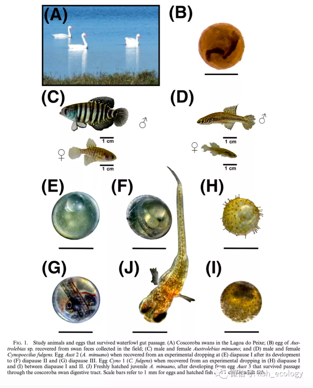 鱼通过水鸟肠道实现物种远距离传播：水禽粪便收集的鱼卵可以存活