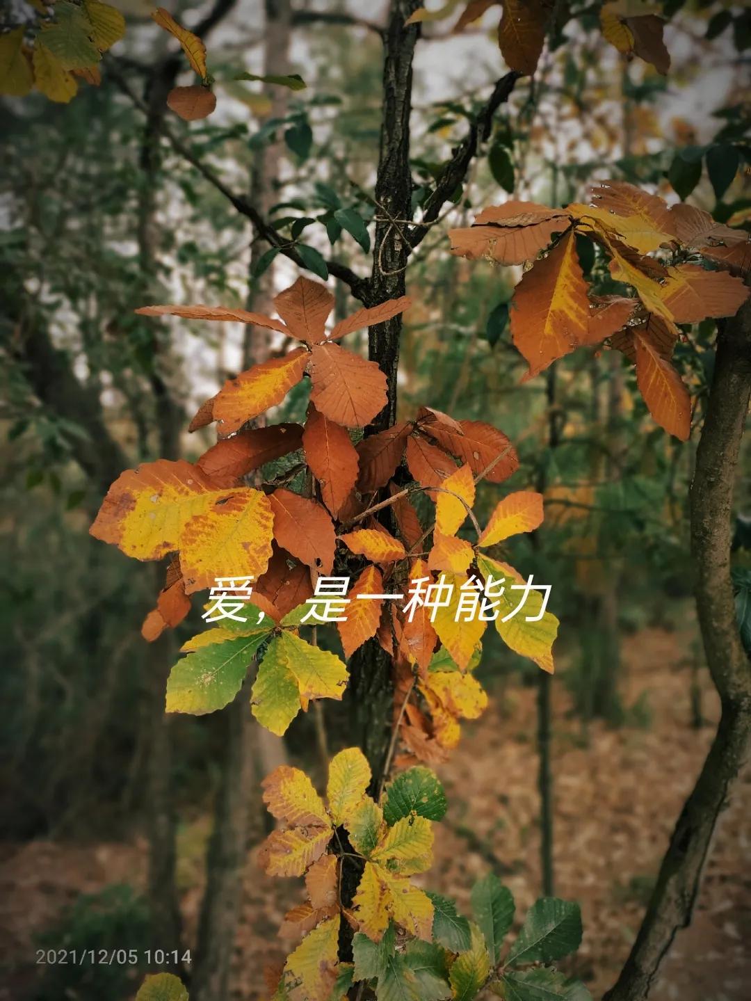 爱是一种再生的能力——写给离异的朋友