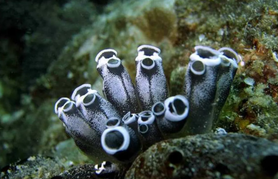 "反向进化"吃掉自己大脑,想变植物却成食物,海鞘不走寻常路