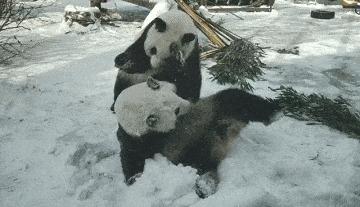 大熊猫生活在什么地方？一文读懂大熊猫分布区域-第17张图片