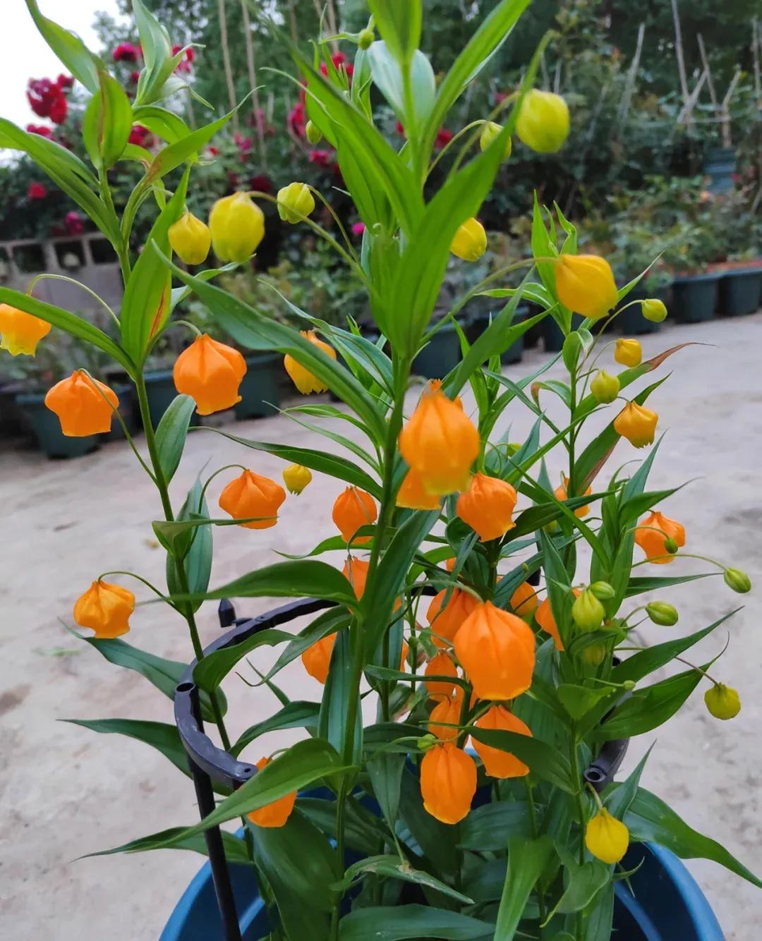 6种 颜值花 精美绝伦 仿佛开了天然滤镜 也太上镜了吧 天天看点