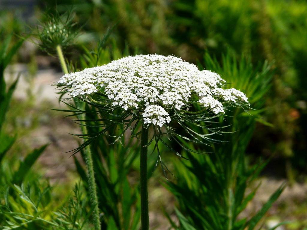蛇床花图片蛇床花的功效怎么使用