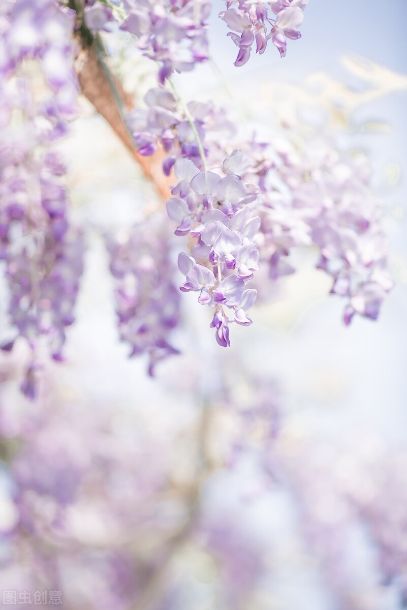 花卉壁纸 藤萝为枝 天天看点