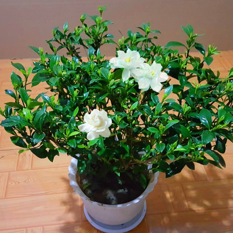 桅子花怎么养才能更旺盛（牢记5个诀窍噌噌开爆盆）
