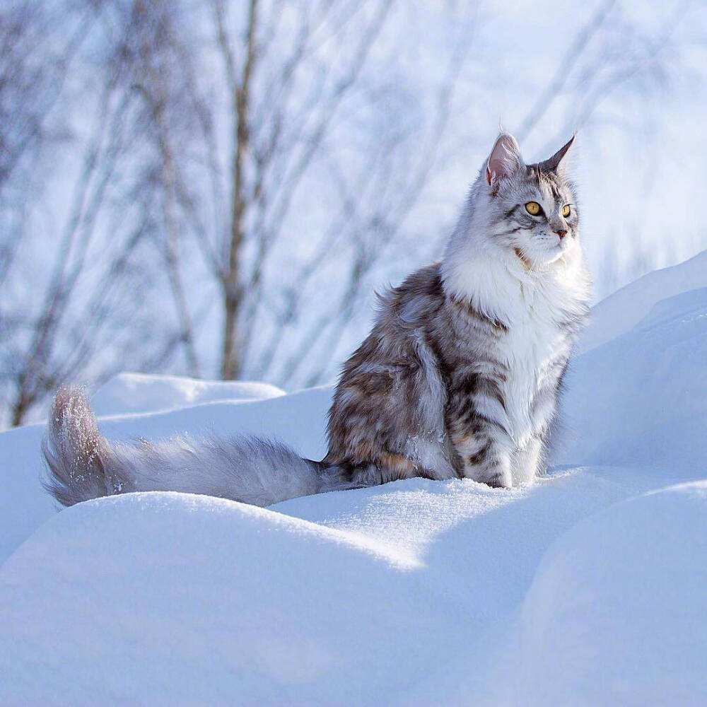 小猫真实图片大全图片