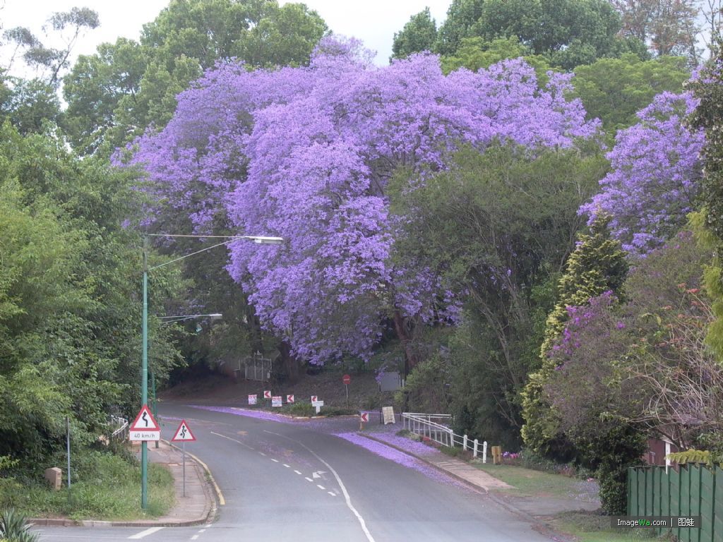 开紫色花的树叫什么树（蓝花楹生长特性和植物特点）