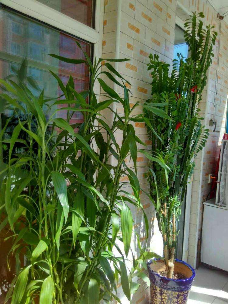 鲜花在屋里放，花旺人也旺！想要“旺人旺家”，养花首选这10种