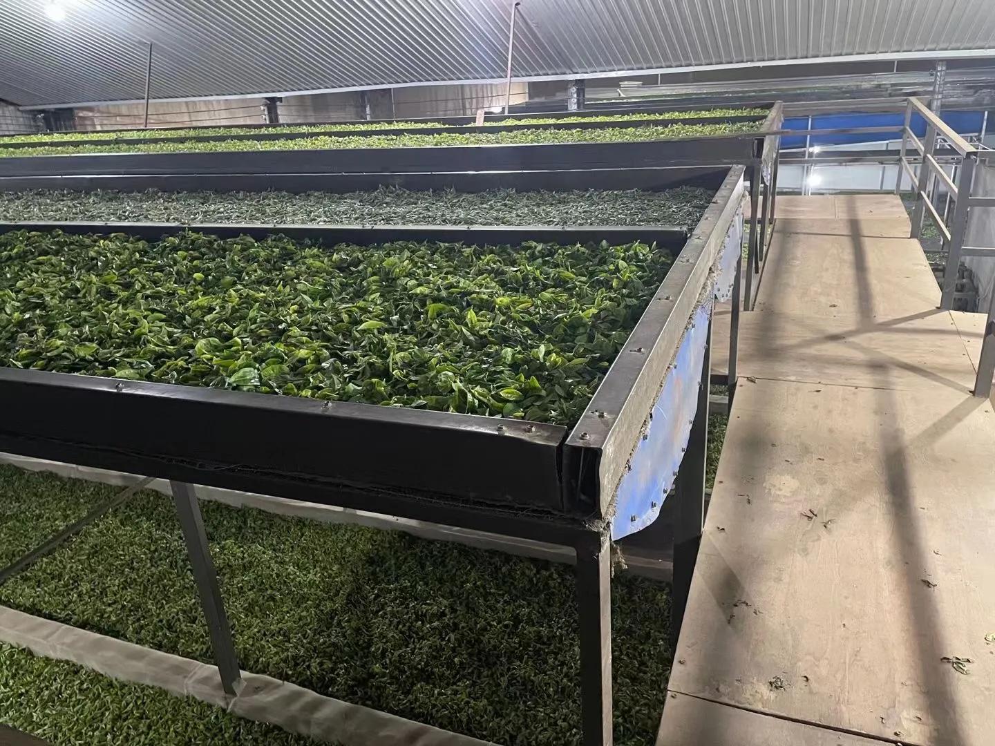 茶叶揉捻机哪个牌子好(做茶的机器都有哪些?) - 114货源网