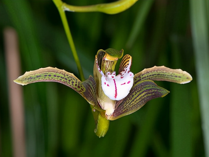 29个兰花品种，名称与图片都在这里了，你还傻傻分不清吗？