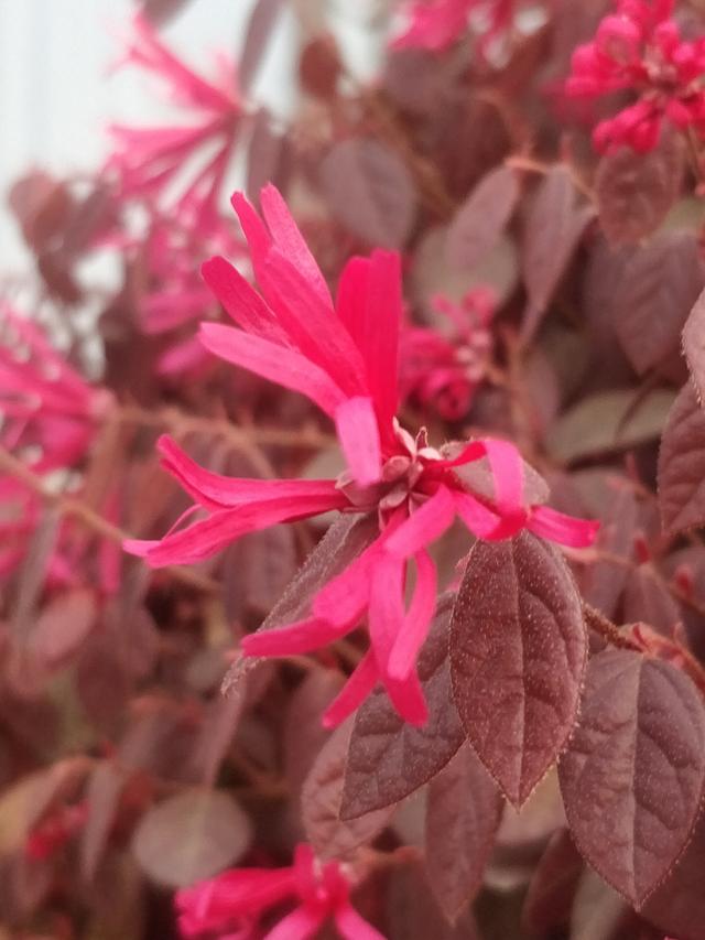 「美文欣赏」风吹红檵层林艳，雨润丝花翠枝甜