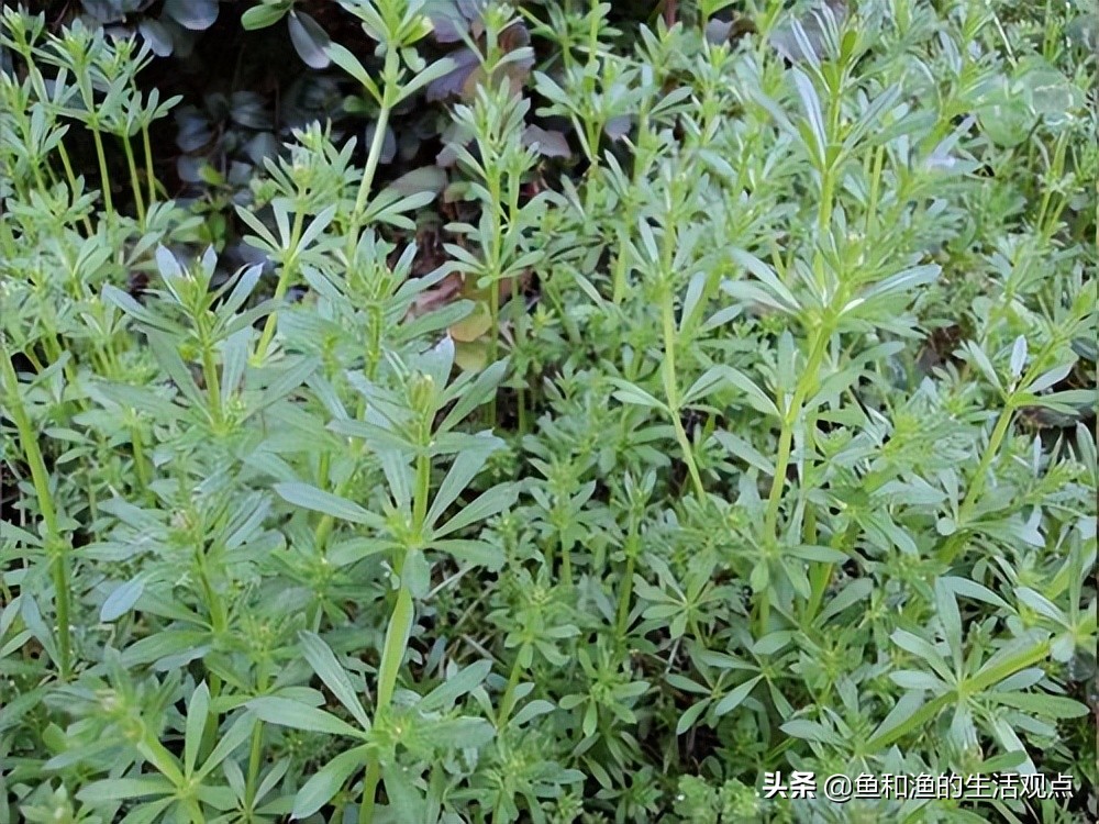 又名豬殃殃,是茜草科,拉拉藤屬植物.多枝,蔓生或攀援狀的草本.