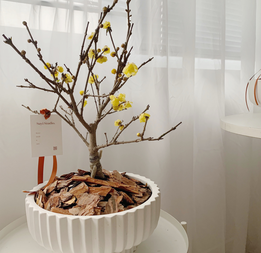 所以,居家盆栽腊梅的期间,则需及时将徒长瘦弱的侧枝修剪短些,将老化