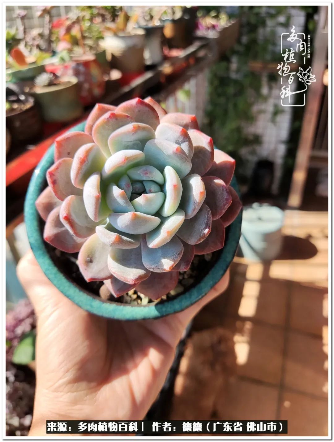 广东的多肉阳台 生命不息 折腾不止 芝麻匠科技