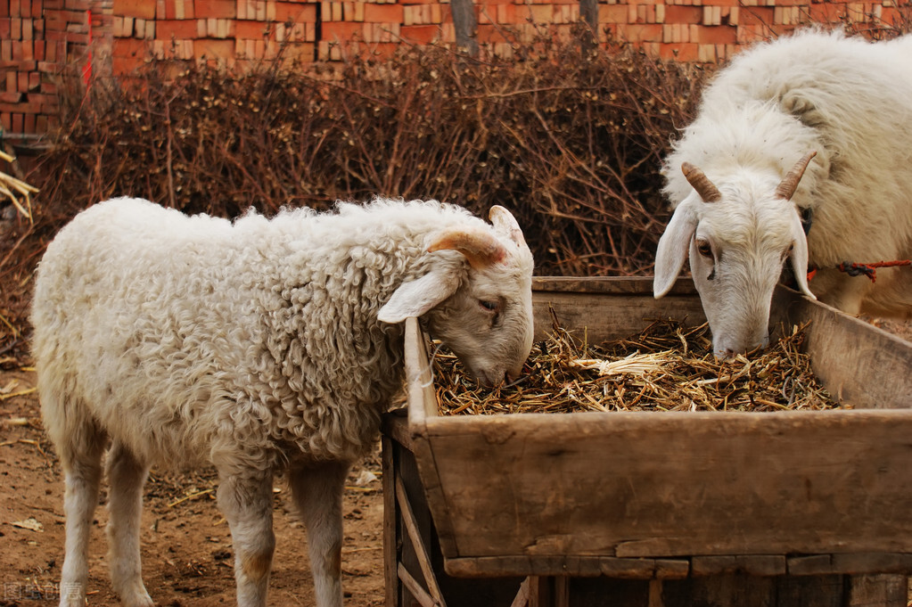 农户宰羊迎新春,小伙亲自试验,100斤活羊出肉50斤