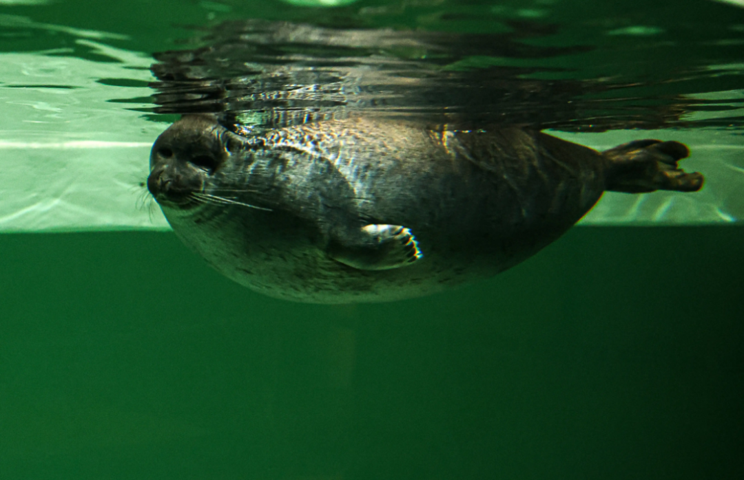 Ӷǵˮຣ2000๫Ϊš