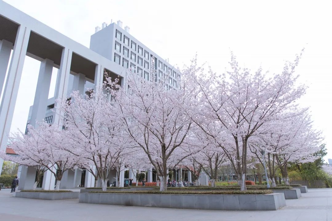 浙大樱雨，许你浪漫春光！每一张都可以做壁纸