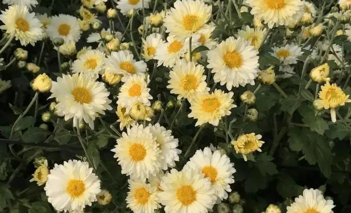 菊花泡水好处多多，菊花茶如何选？老茶友教你一招，不妨多做了解