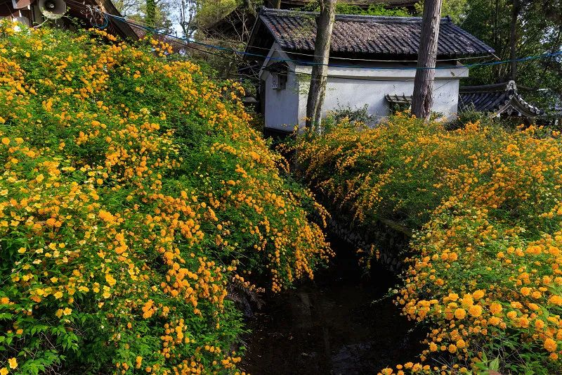 开黄花的植物名称大全（这6种小黄花谁才是真正的迎春）