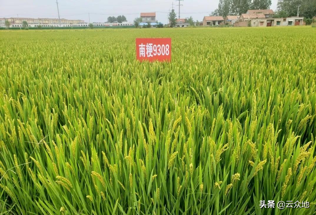 南粳9108品种可以做再生稻品种吗(优质稻品种优良食味粳稻南粳系列哪些品种具有香味)