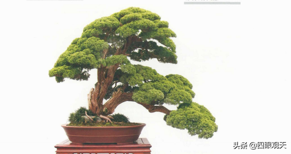 真柏盆景图片(系鱼川真柏) - 赤虎壹号